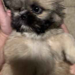 Shih Tzu, Shorkie, and Yorkshire Terrier Puppies from Tiny Tales Co.