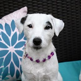 Maybe - Jack Russell Terrier