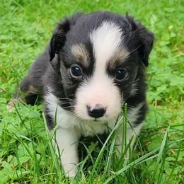 Scoria - Black tri female Miniature Australian Shepherd puppy in Sunbury, Pennsylvania from Elemental Mini Aussies