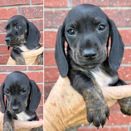 Black boy - Black male Dachshund puppy in Skiatook, Oklahoma from Willies Weinies