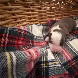 Clifford - White and red male Border Collie puppy in Centerton, Arkansas from Chappell Breeding