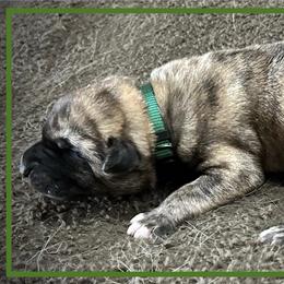 Dark Green - Brindle male Anatolian Shepherd Dog puppy in Clark, Wyoming from Fyne Acres
