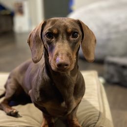 Hershel - Dachshund