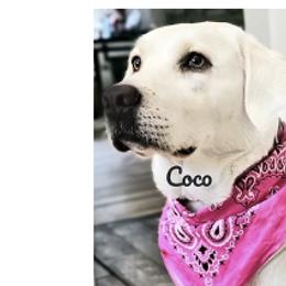 Labrador Retriever puppies from Five Star Labradors