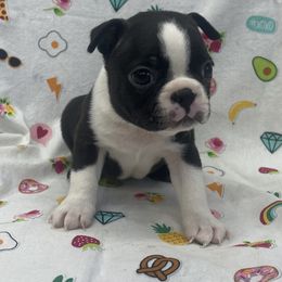 Nigel - Black brindle and white male Boston Terrier puppy in Fillmore, Illinois from Wind Hill Puppies