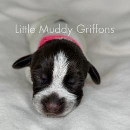 Pink female - Brown and gray female Wirehaired Pointing Griffon puppy in Williston, North Dakota from Little Muddy Griffons