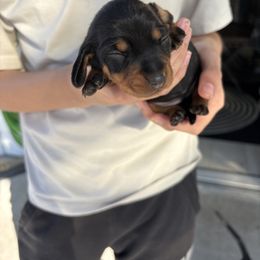 Zoey - Black and tan female Dachshund puppy in Tomball, Texas from Gutierrez House of Doxies