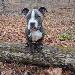 American Bully Puppies from Night Court Bullies