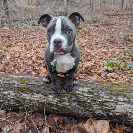 American Bully Puppies from Night Court Bullies