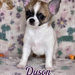 Dyson - Sable spotted white male Chihuahua puppy in Rocky Mount, Virginia from Teeny Chihuahuas