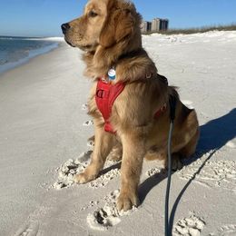 Golden Retrievers from Friendship Goldens