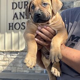 Choice Male 3 - Cream male Boerboel puppy in Mansfield, Texas from Dynasty Blue Ridge Boerboel