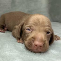 Female 2 - Chocolate female Dachshund puppy in Birmingham, Alabama from LongBottomDachshunds