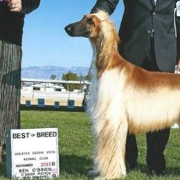 Afghan Hounds from Charlotte Bender's Afghan Hounds