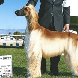 Afghan Hounds from Charlotte Bender's Afghan Hounds