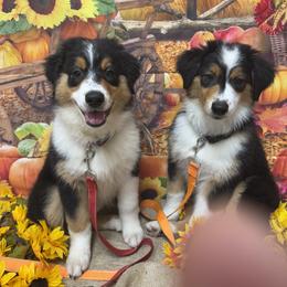 Australian Shepherds from Mad Ranch
