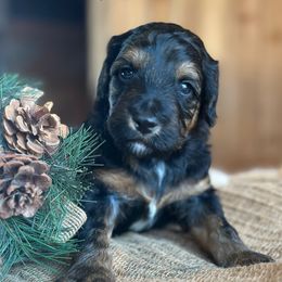 Tucker - Black phantom male Aussiedoodle puppy in Lancaster, Minnesota from Finney Ranch