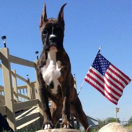 Boxer Puppies from Vintage Boxers