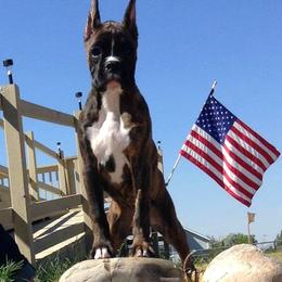Boxer Puppies from Vintage Boxers