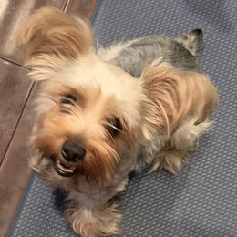 Poochie - Yorkshire Terrier