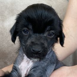 Mick Fleetwood - Black and white Chinese Crested puppy in Temecula, California from SoCal Chinese Crested