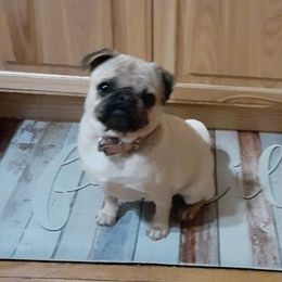 Pugs and Shichons from FURREVER FRENZ