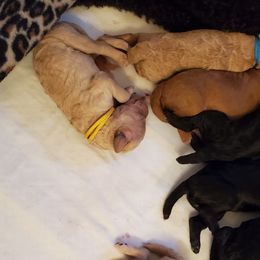 Poodle Puppies from Deborah Busch Poodles