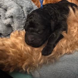Pakku - Black male Goldendoodle puppy in Glen Daniel, West Virginia from Dani’s Doodles