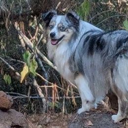 Augie - Miniature Australian Shepherd