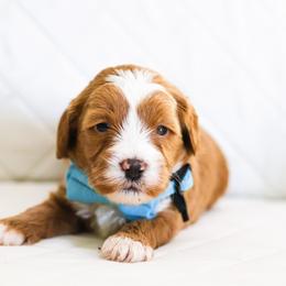 Hopper - Caramel red male Australian Labradoodle puppy in Diamond Bar, California from Furrytaildoodles