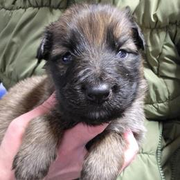 Orange Collar Boy - Sable male German Shepherd puppy in Dallas, Pennsylvania from Mountainside German Shepherds