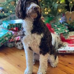 English Springer Spaniel, Poodle, and Springerdoodle Puppies from SpringerDoodles at the Beach