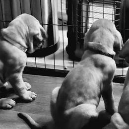 Bloodhound Puppies from Heritage Hounds