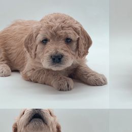 Bernedoodles, Bernese Mountain Dogs, Cavalier King Charles Spaniels, and Goldendoodles from Adventure Doodles Of East TN