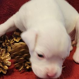 Lily - White Boxer puppy in Wisconsin from Baja Boxers