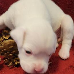 Lily - White Boxer puppy in Wisconsin from Baja Boxers