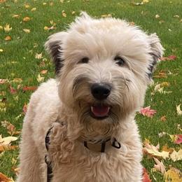 Cora - Soft Coated Wheaten Terrier