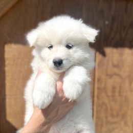 Samoyed Puppies from Sugar Sweet Samoyeds