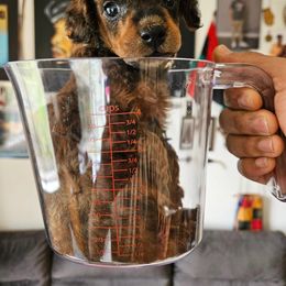 Poodle Puppies from Sankofa Kennel Club