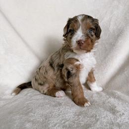Daisy - Red merle female Aussiedoodle puppy in Burbank, Ohio from Berns & Doodles