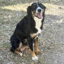 Australian Shepherd puppies from REKN’ Kennel Aussies