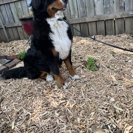 Bernese Mountain Dog and Pembroke Welsh Corgi All Grown Up from Concerto Corgis
