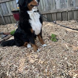 Bernese Mountain Dog and Pembroke Welsh Corgi All Grown Up from Concerto Corgis