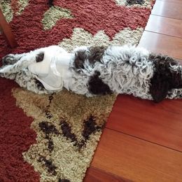 Lagotto Romagnolo Puppies from Bella Fiore Lagottos