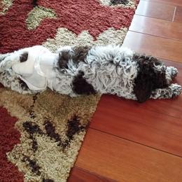 Lagotto Romagnolo Puppies from Bella Fiore Lagottos