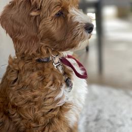 Australian Labradoodle Puppies from Cascade Canyon Labradoodles