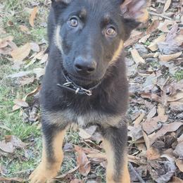 Noah - Black and tan male German Shepherd puppy in Murray, Kentucky from Froschwald German Shepherds and Xanadu Teddy Roosevelt Terriers