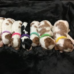 Cavalier King Charles Spaniel Puppies from Colorful Cavaliers