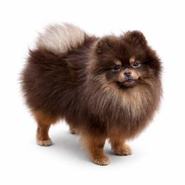 Lillie - Pomeranian