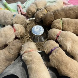 Goldendoodle Puppies from Ellie's Goldendoodles